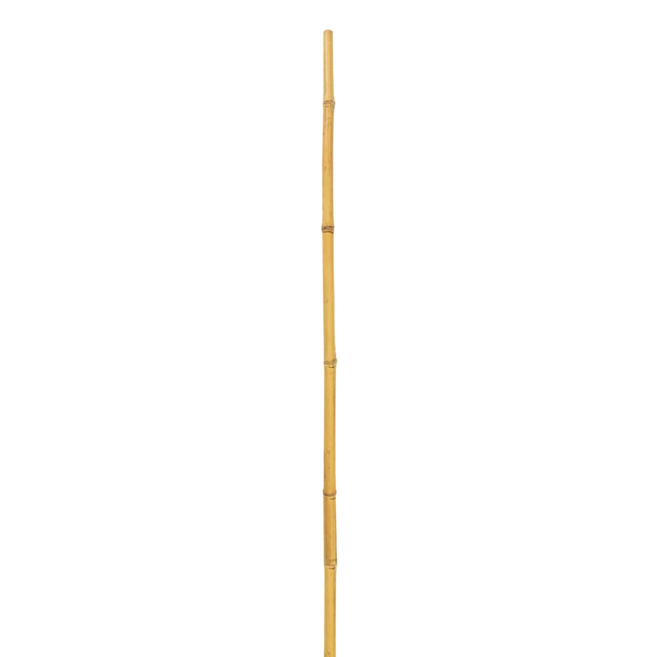 Natural Bamboo Stem by Ashland&#xAE;